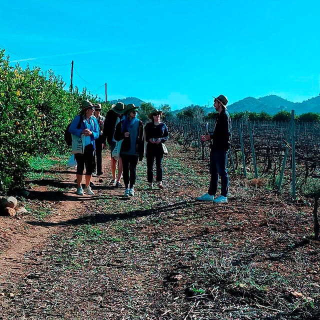 Malaga: White Village, Vineyard, and Wine Tasting Wine Tour - Getting to Álora from the Costa del Sol