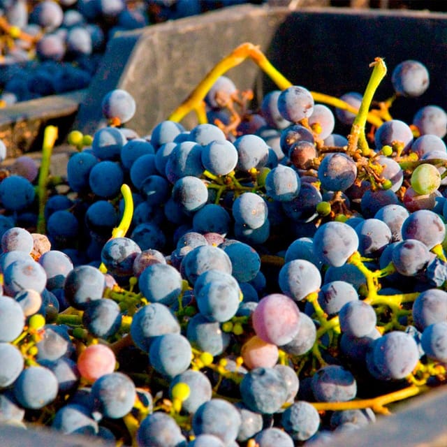 Malaga: White Village, Vineyard, and Wine Tasting Wine Tour - Four wines with a proper plate of tapas