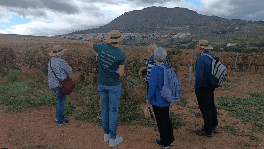 Malaga: White Village, Vineyard, and Wine Tasting Wine Tour - What the $106 price really covers