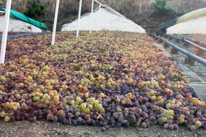 Muscat Raisin Route - Small group with lunch included - Key points to know before booking