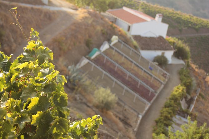 Muscat Raisin Route - Small group with lunch included - Starting at the cortijo near Almáchar