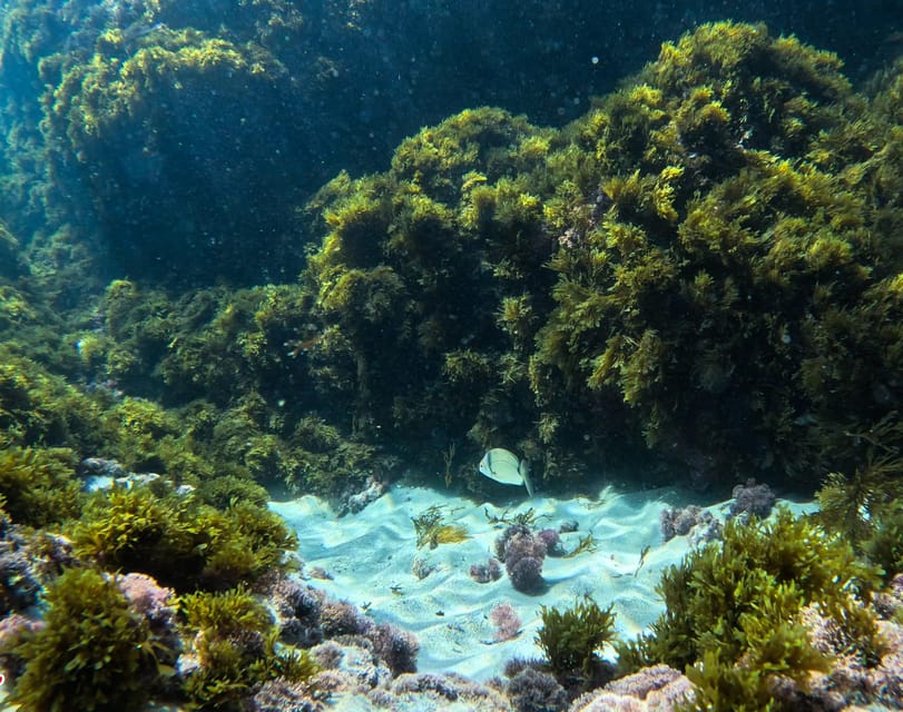Nerja-Maro: Snorkeling & Sea Scooter Speedboat Trip - GoPro photos without an extra charge