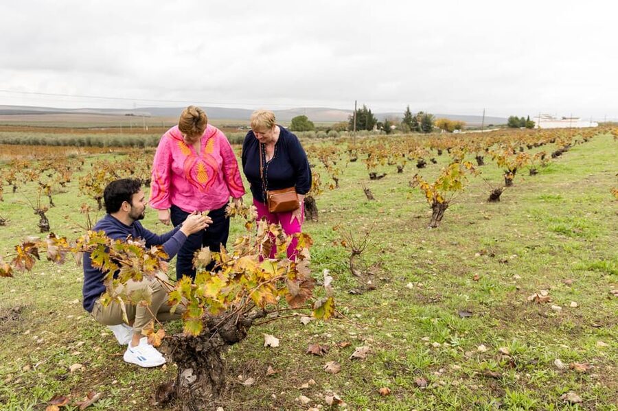 OLIVE OIL & WINE TOUR Organic fields - 5 Wines + 3Olive Oils - From Málaga to Mollina, the rural side of the province