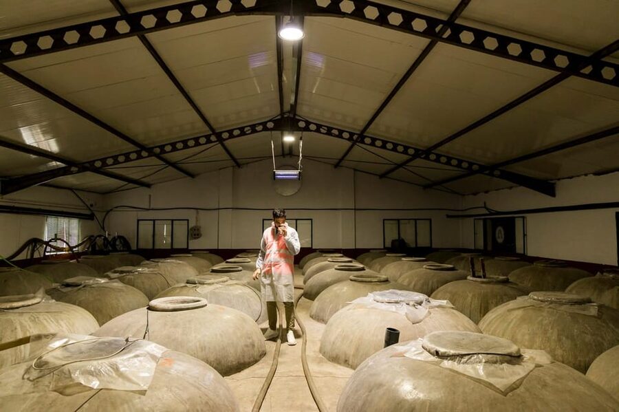 OLIVE OIL & WINE TOUR Organic fields - 5 Wines + 3Olive Oils - Inside the cooperative where grapes become wine