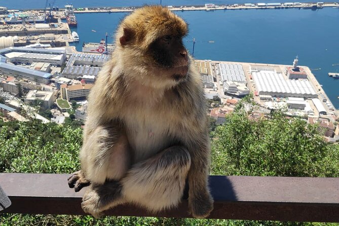 Private Day Tour in Gibraltar and Tangier, Morocco from Malaga - Key points to know before booking