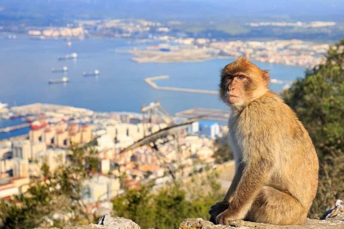Private exclusive tours from Malaga and Marbella to Gibraltar - Why Gibraltar makes such a strong day trip