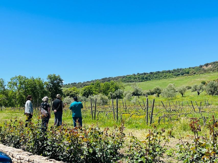 Private Winery Tour and Visit to Ronda - How the day is likely to feel