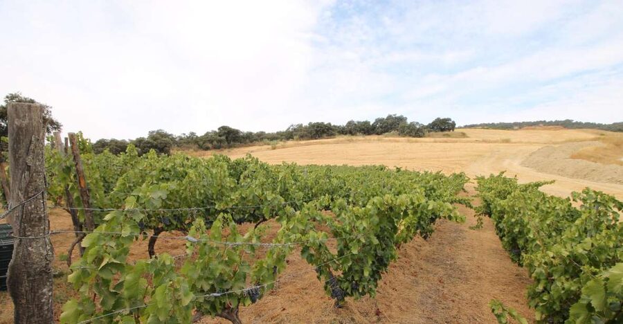 Private Winery Tour and Visit to Ronda - Practical details that affect your choice