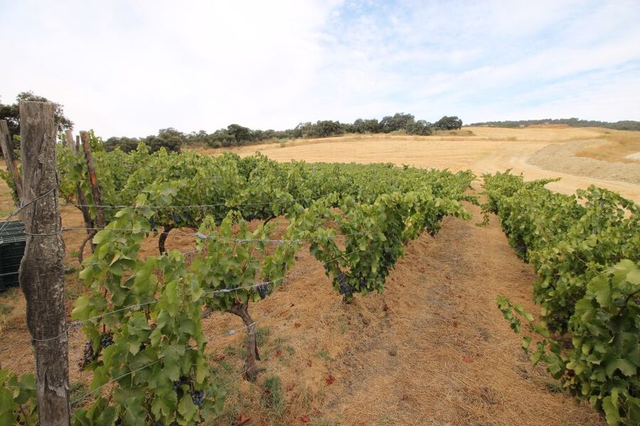 Private Winery Tour and Visit to Ronda - Who should book this private Ronda wine tour?