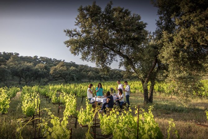 Ronda Private Full Day Wine Tour - Key points to know before booking