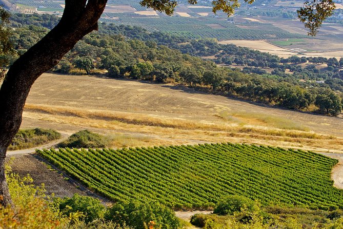 Ronda Private Full Day Wine Tour - From Málaga to the Serranía de Ronda
