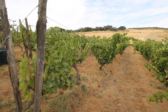 Ronda Private Full Day Wine Tour - Two hours to see Ronda your way