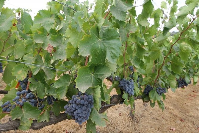 Ronda Private Wine Tour + Free Time in Ronda - Two hours to discover Ronda