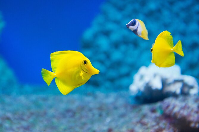 Sealife Benalmadena Entrance Ticket - The interactive rock pool is the best family stop