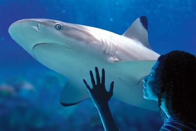 Sealife Benalmadena Entrance Ticket