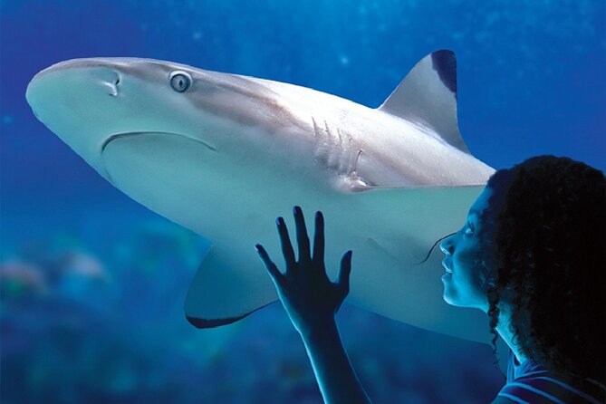 Sealife Benalmadena Entrance Ticket - How long should you plan to stay?