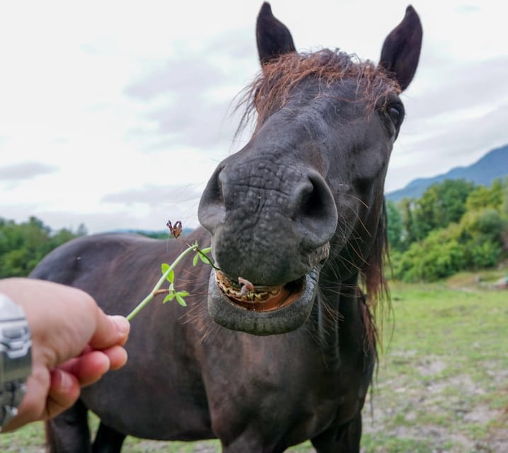 Torremolinos: Guided tour to stables of El Ranchito - Interaction without riding