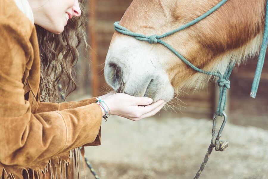 Torremolinos: Guided tour to stables of El Ranchito - Who will enjoy this most?