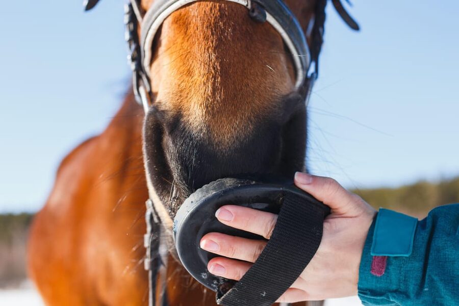Torremolinos: Guided tour to stables of El Ranchito - What happens during the 30-minute visit