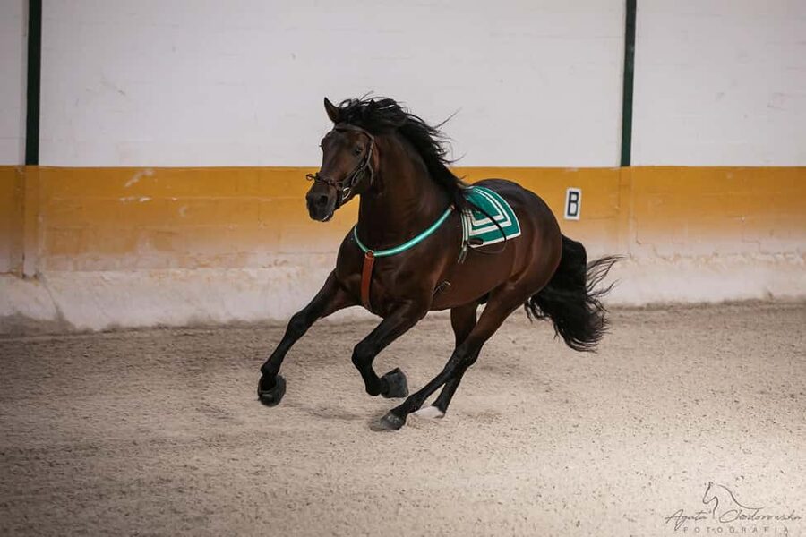 Torremolinos: Spanish horse show and flamenco with dinner option - Why the horses make this more than a routine dinner show