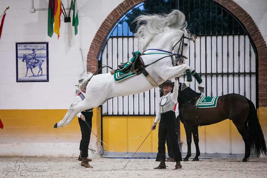 Torremolinos: Spanish horse show and flamenco with dinner option - What you see during the 90-minute horse show
