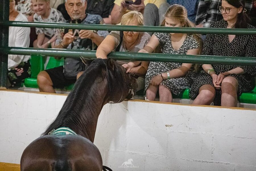 Torremolinos: Spanish horse show and flamenco with dinner option - What to bring, and what not to assume