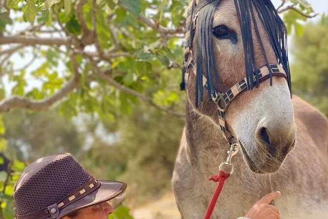 Tour the Sanctuary and Walk with the Donkeys and Share their Love - Who should book this experience?