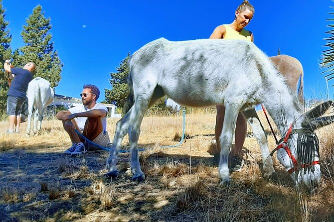 Tour the Sanctuary and Walk with the Donkeys and Share their Love - Walking through the Mijas countryside