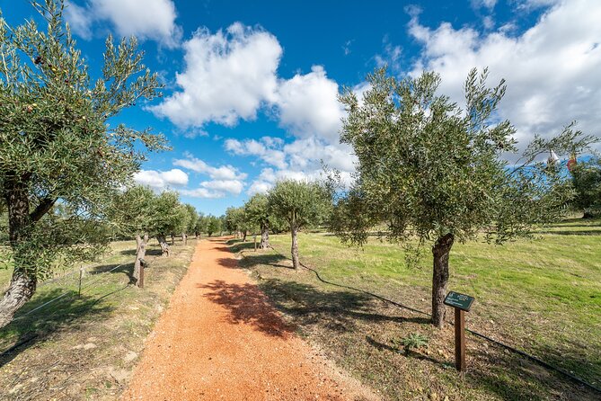 Visit Oil Mill Museum and Olive Oil Tasting in Ronda - Olive Oil Tasting: The Most Useful Part for Your Kitchen