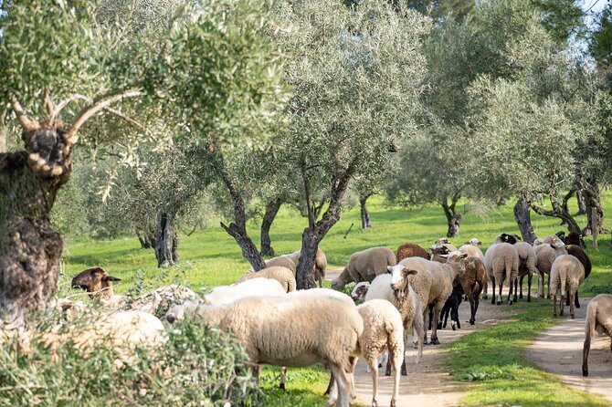Visit Oil Mill Museum and Olive Oil Tasting in Ronda - Staying for the Country Lunch
