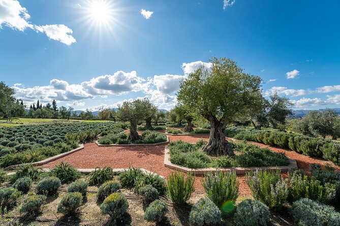 Visit Oil Mill Museum and Olive Oil Tasting in Ronda - What $30.23 Buys You