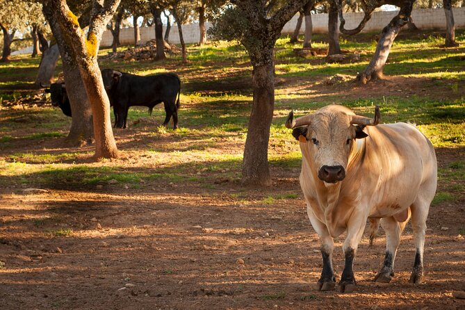 Visita Entre Toros y Caballos - Key points to know before booking