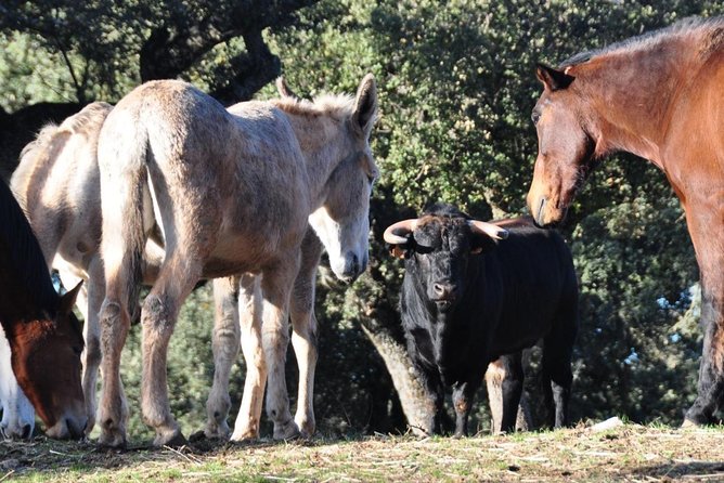 Visita Entre Toros y Caballos - What Reservatauro Ronda actually shows you