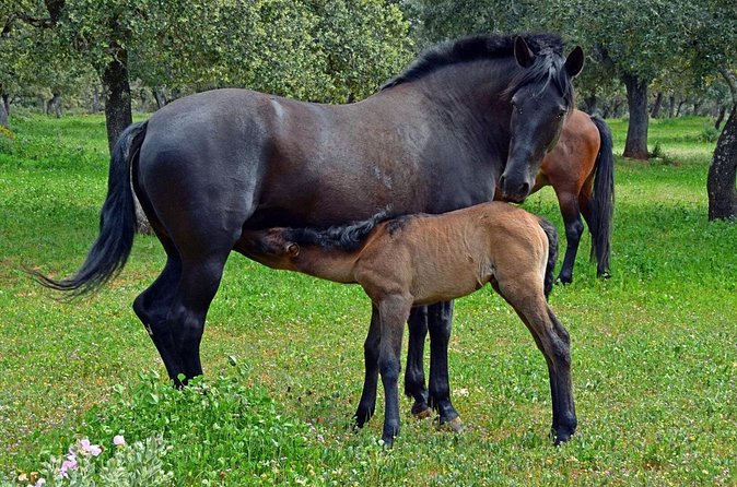 Visita Entre Toros y Caballos - The guides make a large difference