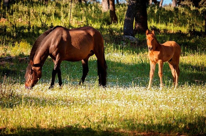 Visita Entre Toros y Caballos - Is the $36.16 price fair?