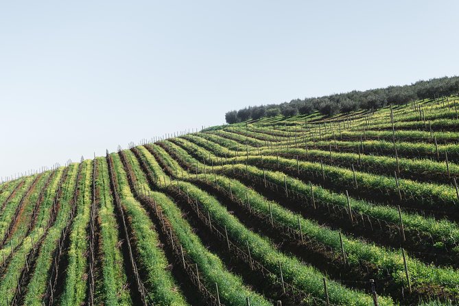 Wine & Tapas tour by electric bike (e-bike) including Ronda pickup (full day) - Why the e-bike is more than a shortcut